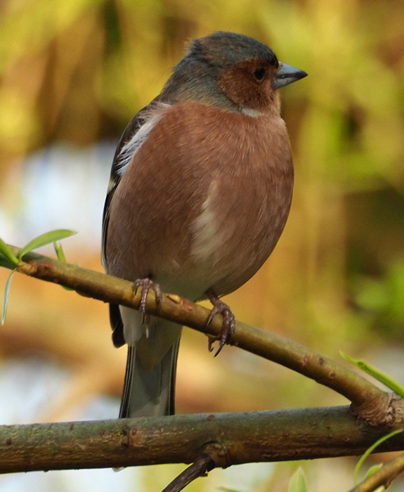 Buchfink, Fringilla coelebs Männchen